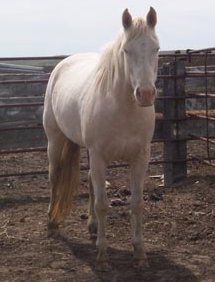 First Flicka Frost