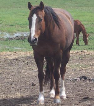 quarter horse mare, Kari Dancer