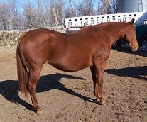 quarter horse mare, MS Wisdom Road