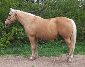 quarter horse mare, SX Letta Honey Do It