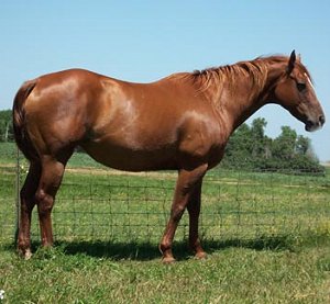 quarter horse mare, The Aggot
