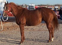 quarter horse mare, The Aggot