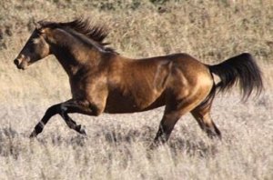 buckskin quarter horse stallion