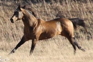 buckskin quarter horse stallion