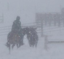 Pablo and Brett moving cattle during a blizzard 2009