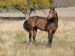 buckskin quarter horse stallion, Frostman San Peppy