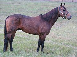 buckskin quarter horse stallion, Frostman San Peppy