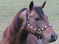 buckskin quarter horse stallion, Frostman San Peppy