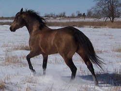 buckskin quarter horse stallion, Frostman San Peppy