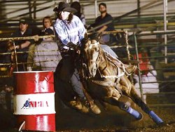buckskin quarter horse stallion, Frostman San Peppy