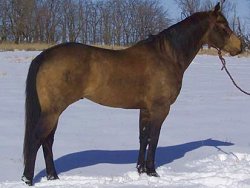 buckskin quarter horse stallion, Frostman San Peppy