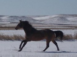 buckskin quarter horse stallion, Frostman San Peppy