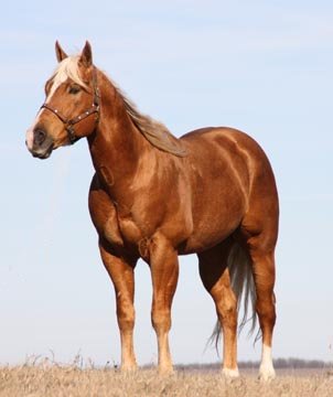 Quarter horse stallion, Firewater Finale