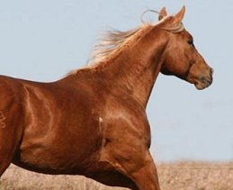 Barrel racing Quarter Horse stallion, Firewater Finale