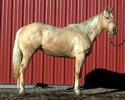 2 year old filly by Firewater Finale